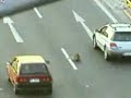 Cane soccorre un altro cane in autostrada Cane soccorre un altro cane in autostrada