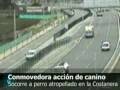 Cane soccorre un altro cane in autostrada