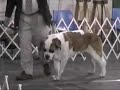 NE St. Bernard Club specialty Bitch Class part2 PM 2008 NE St. Bernard Club specialty Bitch Class part2 PM 2008