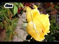 yedi karanfil - g�l (((gevezim)))