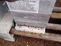 capital-hill-farms-lorge-honeybees-buzz1.html