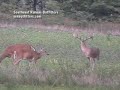192" double drop tine whitetail buck