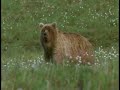 Grizzly bears-caribous-fawn.