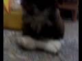 videos de playing mallows