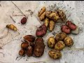 Virginia Farm Bureau - In the Garden - Winter Potatoes Virginia Farm Bureau - In the Garden - Winter Potatoes