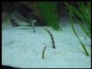 Shedd Aquarium - Garden Eels