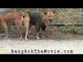 Bangkok Movie Teaser - Behind the scenes #1