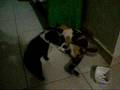 videos de Cats and Dogs (Peexy)