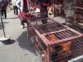 Feira Coreana - Carne de Cachorro!!!