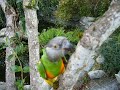senegal parrots in a tree