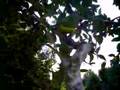 senegal parrots in a tree
