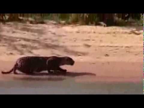 Onça pintada ataca uma Capivara no Rio Araguaia.