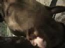 PITBULL TORITA Y SU AMIGA URA