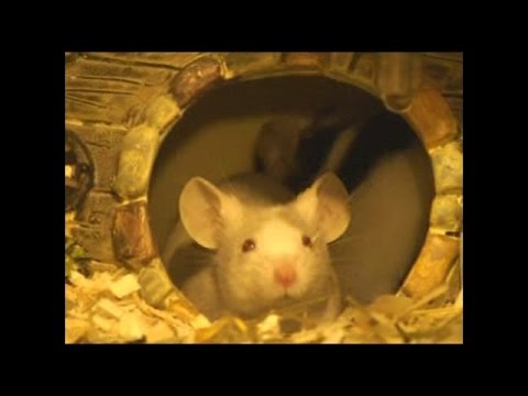 mice - Music by Frank Mills: Music Box Dancer. Fancy mice are naturally afraid of heights. Therefore you can easily keep them on a shelf a few feet off the ground a...