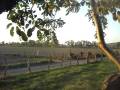 videos de Zacualpan, Nay.