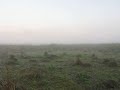 MVI_0413.MOV call of the Swamp Francolin Magori Beel Dibru/Shaikowa 211209