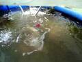 Aquaponic Probiotics