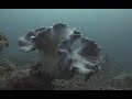 Great Barrier Reef 2007