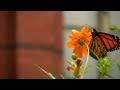 Gardening Tips at the Smithsonian Butterfly Habitat Garden
