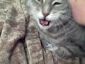 Angry Kitty