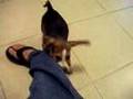videos de MY BEAGLE WISHKEY