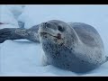 croisiere en antarctique sur le diamant