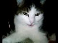 chats-qui-parle.html