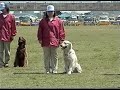 Group Dog Obedience \