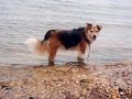 In Memory Of Jessica & All Pets Loved