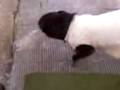 videos de perro gracioso