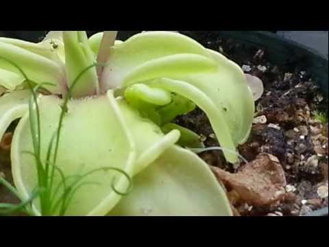 how to replant a terrarium