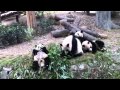 Panda eating, playing and rolling down