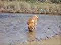 A day of shar pei madness