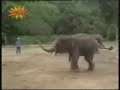 Elephan soccer skills Elephan soccer skills