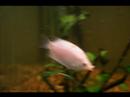 Rest in peace, dear Snakefish. Rest in peace, dear Snakefish.