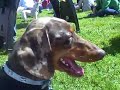 The \"Ugly Dachshund\"