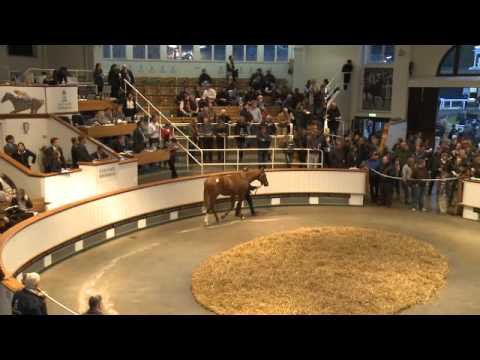 Tattersalls October Yearling Sale Book 1 Day One 2012 