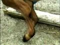 animals effected by electrosmog - YouTube