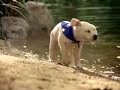 K-9 Advantix Commercial K-9 Advantix Commercial