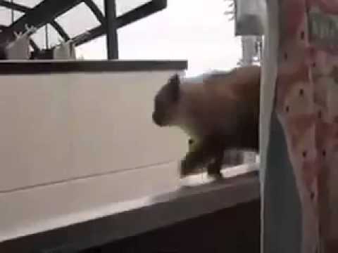 αστειο βιντεο