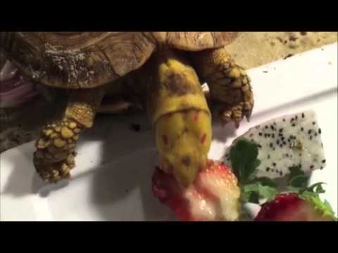 YouTube reptile video