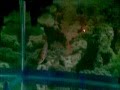videos de Casper, the friendly fish
