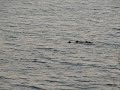 River Otters of Mayberry Slough