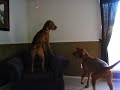 BLOODHOUNDS & LASER LIGHT BLOODHOUNDS & LASER LIGHT