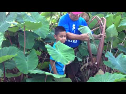 how to harvest taro