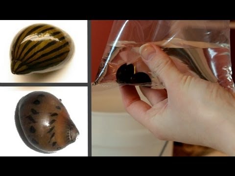 how to care for zebra snails