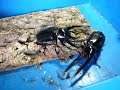 ?????????????????????????????????neptunus VS Chalcosoma ?????????????????????????????????neptunus VS Chalcosoma
