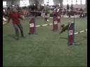 Agility in Holland.wmv Agility in Holland.wmv