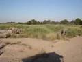 Elephants at Kruger Park 