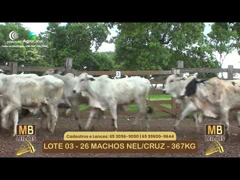 532� LEIL�O VIRTUAL MB LEIL�ES